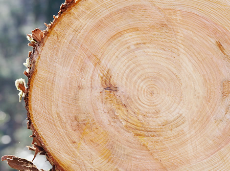 木の豆ちしき 株式会社オーダー ウッド